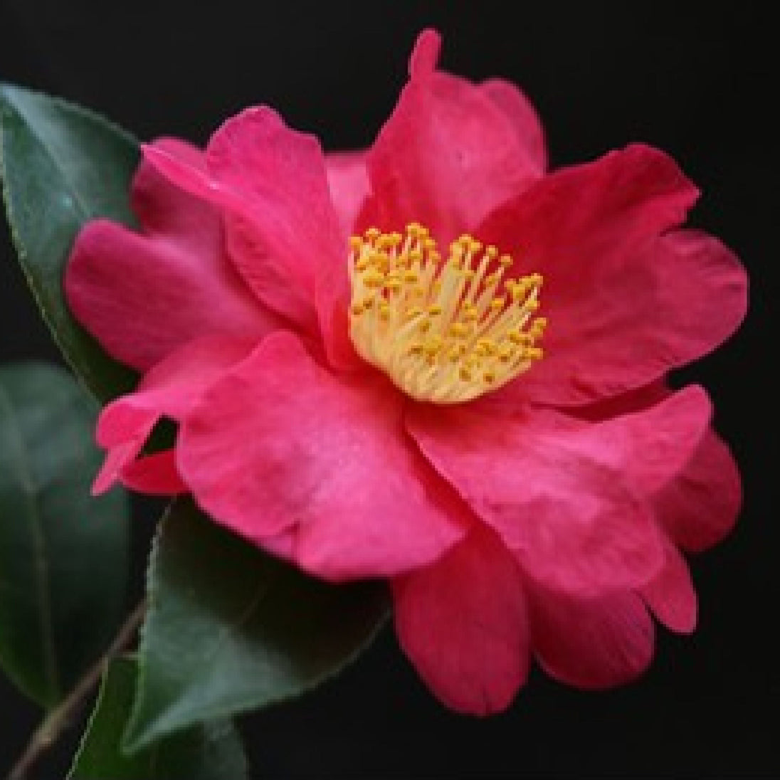 Tsubaki Camellia Soap Beauty Secrets of Japan