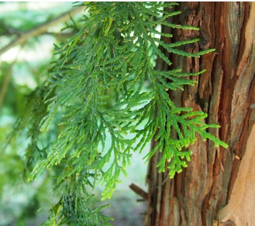 Hinoki Cypress Floral Water  (120 ml / 4oz ) Beauty Secrets of Japan