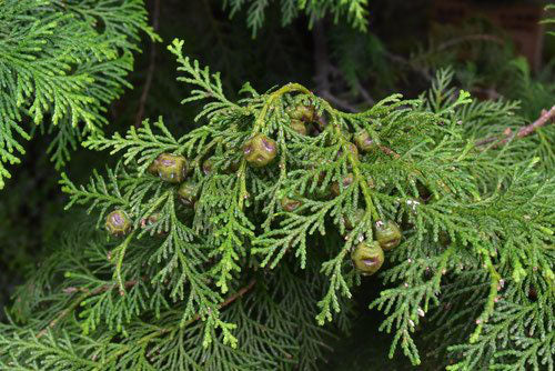 Hinoki Himalayan Pink Bath Salts Beauty Secrets of Japan